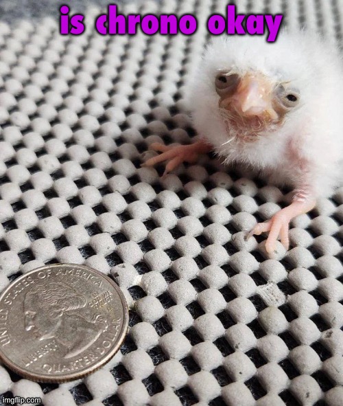 birb | is chrono okay | image tagged in birb | made w/ Imgflip meme maker