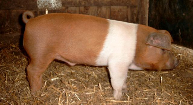 High Quality Danish protest pig Blank Meme Template