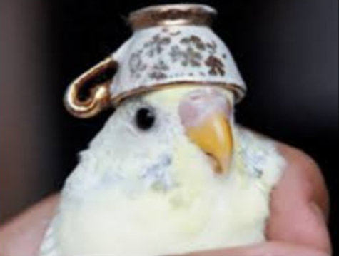 High Quality tea birb, teacup birb Blank Meme Template