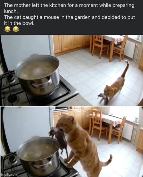 RIP Remy (and lunch) | image tagged in cats,funny,fail,uh oh | made w/ Imgflip meme maker