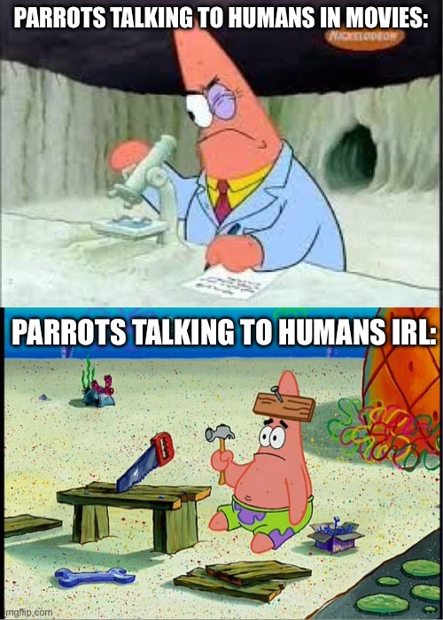 (o_O) | PARROTS TALKING TO HUMANS IN MOVIES:; PARROTS TALKING TO HUMANS IRL: | image tagged in patrick smart dumb,funny,funny memes | made w/ Imgflip meme maker