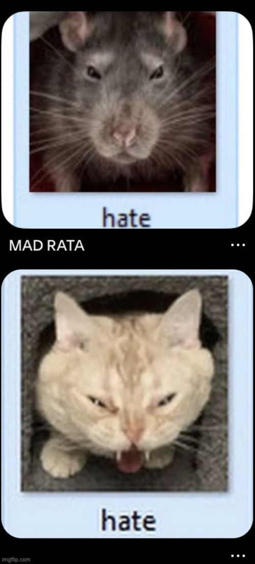 me when the catboys vs moths vs rats | made w/ Imgflip meme maker