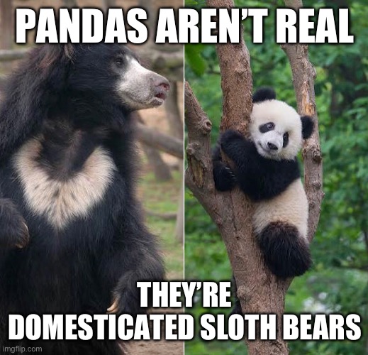 PANDAS AREN’T REAL; THEY’RE DOMESTICATED SLOTH BEARS | made w/ Imgflip meme maker