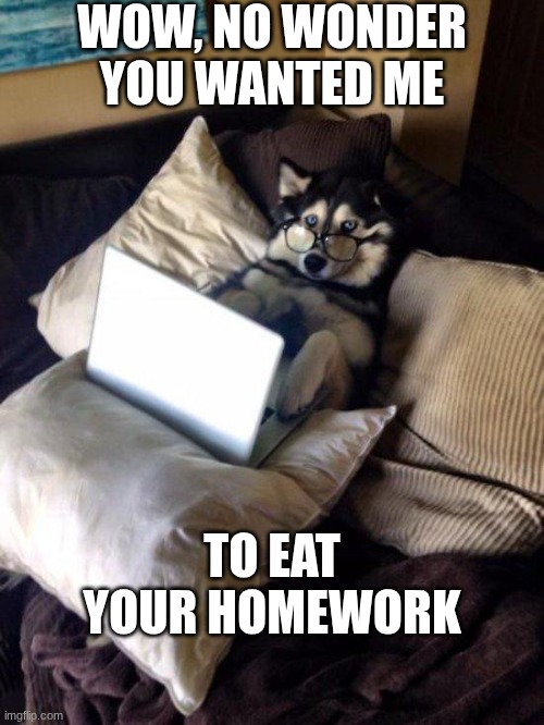 When you ask your dog to eat your homework and they look at it first | WOW, NO WONDER YOU WANTED ME; TO EAT YOUR HOMEWORK | image tagged in husky study,homework | made w/ Imgflip meme maker