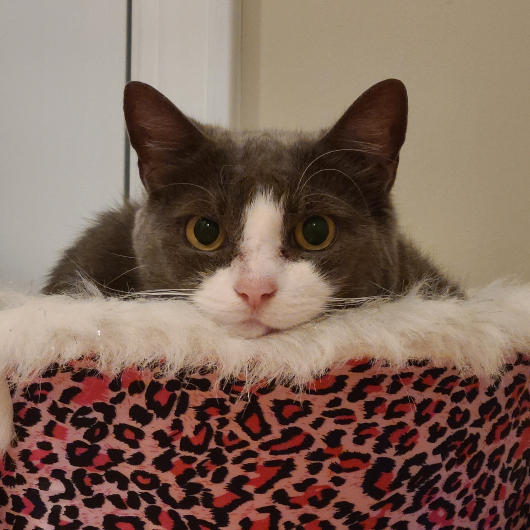 THE CAT THAT STARES AT U Blank Meme Template