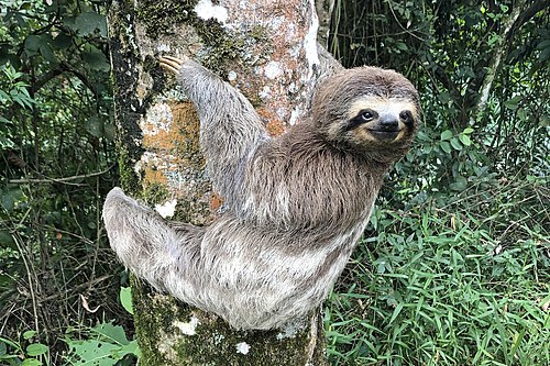Sloth monster Blank Meme Template