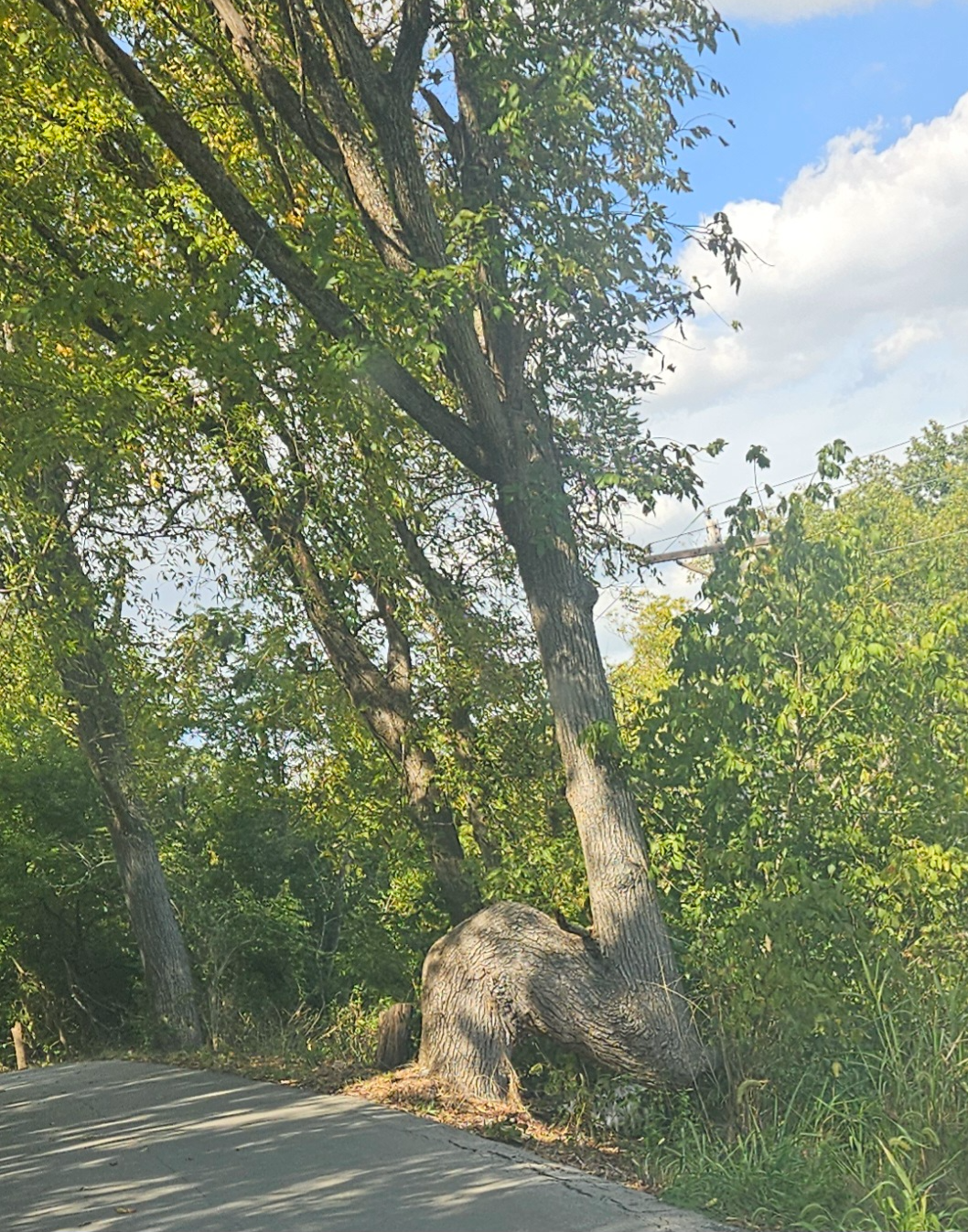Tree sitting Blank Meme Template