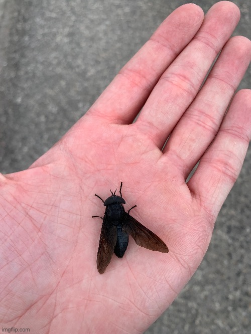 Hors fl | made w/ Imgflip meme maker