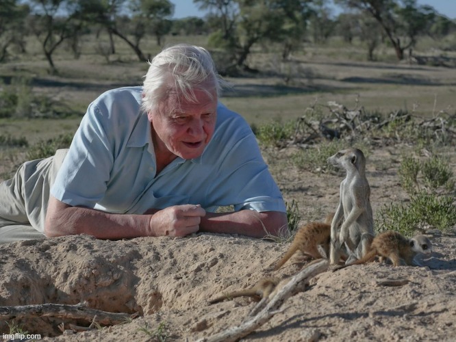 David Attenborough observing wild animal | image tagged in david attenborough observing wild animal | made w/ Imgflip meme maker