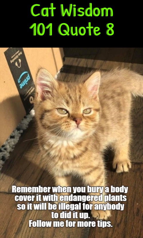 Cat Wisdom 101 Quote 8 | Cat Wisdom 101 Quote 8 | image tagged in cats,funny cat memes,words of wisdom,logic,psychopaths and serial killers,tips | made w/ Imgflip meme maker