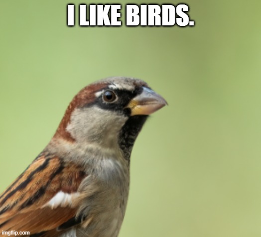 yeah | I LIKE BIRDS. | image tagged in birds,cool | made w/ Imgflip meme maker