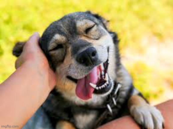 Dog | image tagged in dog | made w/ Imgflip meme maker