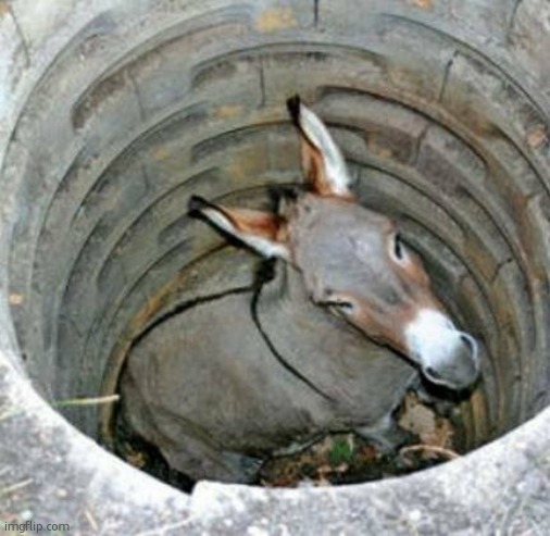 uncensored asshole | image tagged in donkey in a hole | made w/ Imgflip meme maker