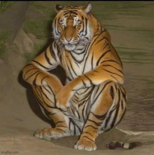 Blursed Sitting Tiger | image tagged in blursed sitting tiger | made w/ Imgflip meme maker