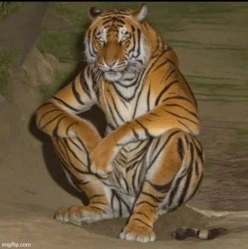 Blursed Sitting Tiger | image tagged in blursed sitting tiger | made w/ Imgflip meme maker