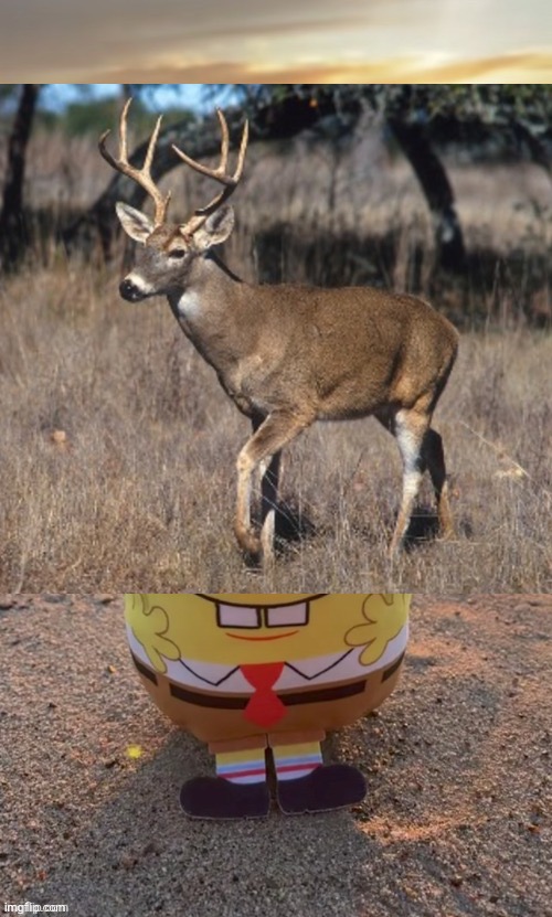 how do i get him off? | image tagged in the bob ty tmbr | made w/ Imgflip meme maker