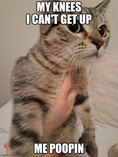 bruh eli | MY KNEES I CAN'T GET UP; ME POOPIN | image tagged in i my cat | made w/ Imgflip meme maker