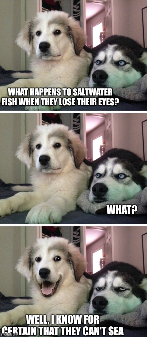 Bad pun dogs | WHAT HAPPENS TO SALTWATER FISH WHEN THEY LOSE THEIR EYES? WHAT? WELL, I KNOW FOR CERTAIN THAT THEY CAN'T SEA | image tagged in bad pun dogs | made w/ Imgflip meme maker