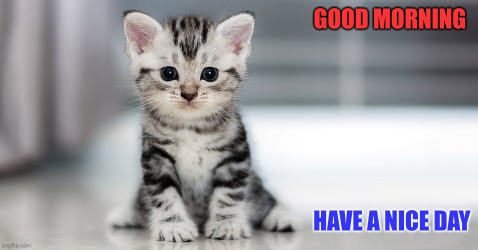 Good Morning Kitten | GOOD MORNING; HAVE A NICE DAY | made w/ Imgflip meme maker