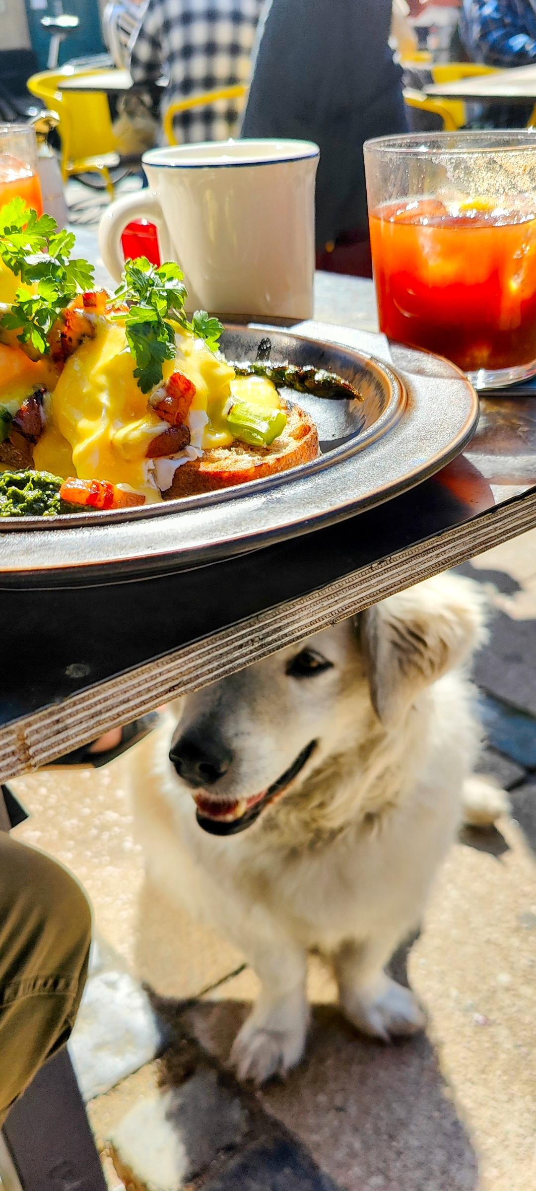 Senior Dog Dietary Wisdom Blank Meme Template