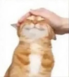 High Quality Cat being petted Blank Meme Template