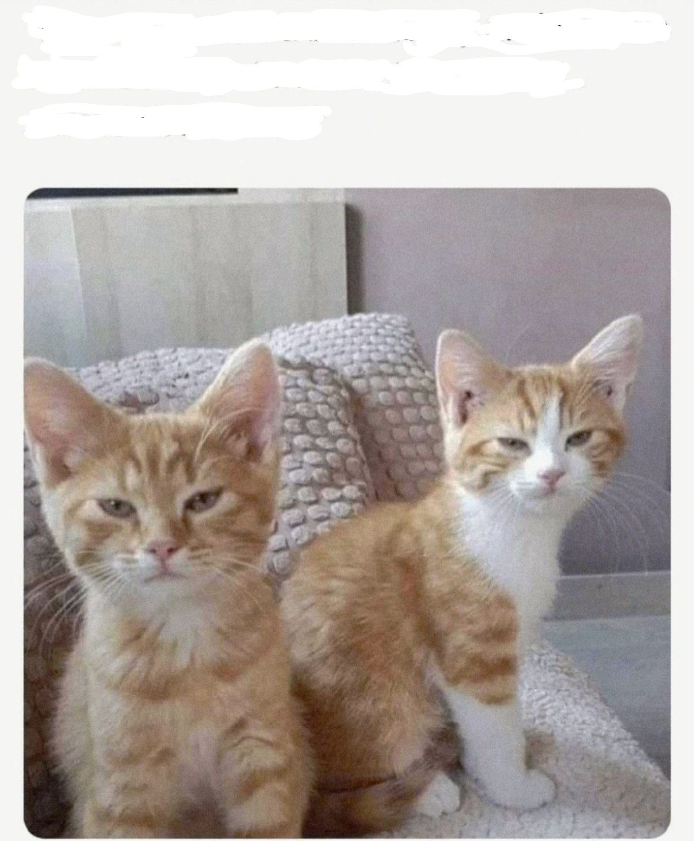 High Quality cattempt Blank Meme Template
