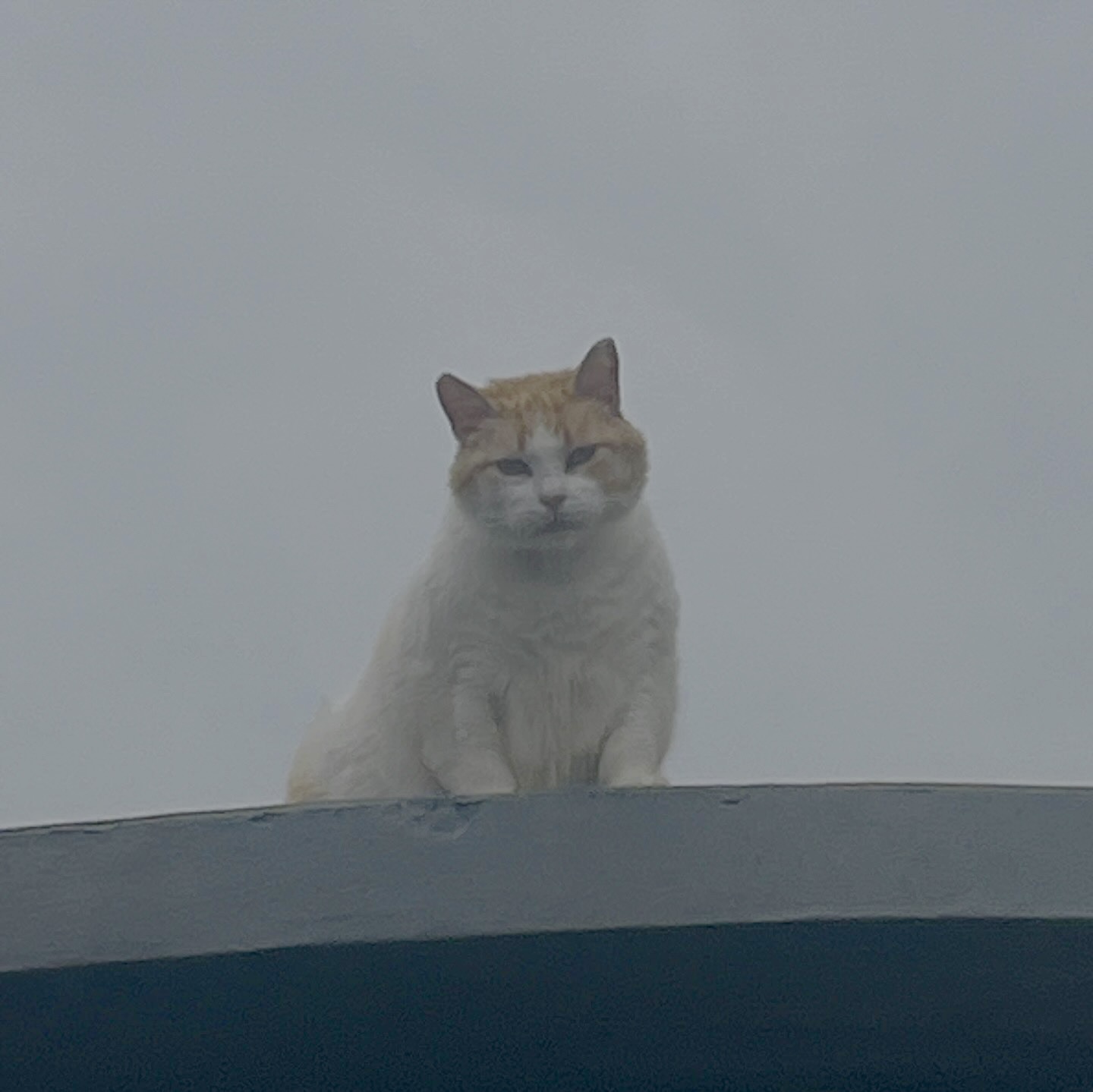 Portuguese Rooftop Cat Is Judging You! Blank Meme Template