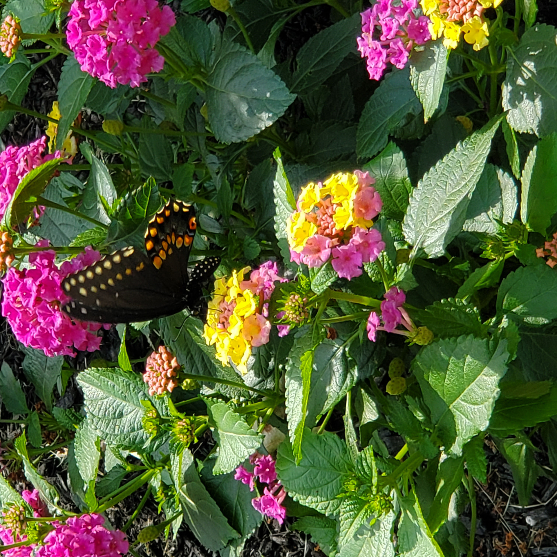 Butterfly Blank Meme Template