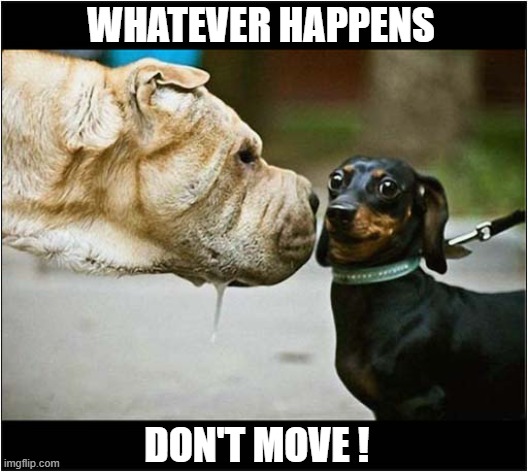 ♫ There May Be Trouble Ahead ♫ | WHATEVER HAPPENS; DON'T MOVE ! | image tagged in dogs,trouble,don't move | made w/ Imgflip meme maker