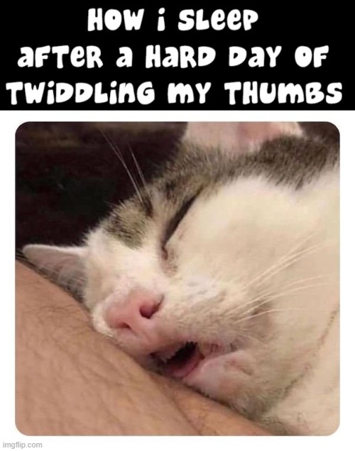 It is Best to Let Sleeping Cats Lie | image tagged in vince vance,cats,sleeping,funny cat memes,meow,thumbs | made w/ Imgflip meme maker