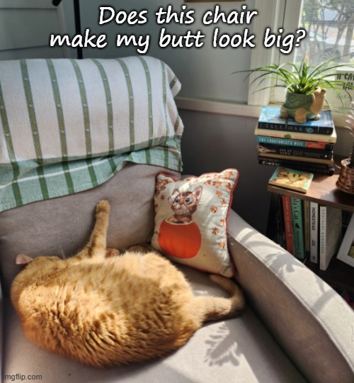 does this make my butt look big | Does this chair make my butt look big? | image tagged in cats | made w/ Imgflip meme maker