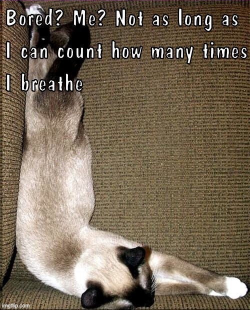 The Case of the Bored Cat or The Cat in the Board Case | image tagged in vince vance,cats,bored,funny cat memes,meow,siamese cat | made w/ Imgflip meme maker
