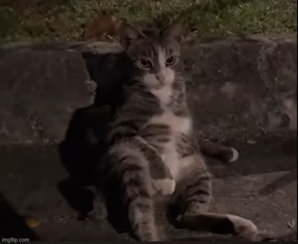 He's fallen into hard times. Just got divorced and he can't see the kittens anymore. | made w/ Imgflip meme maker