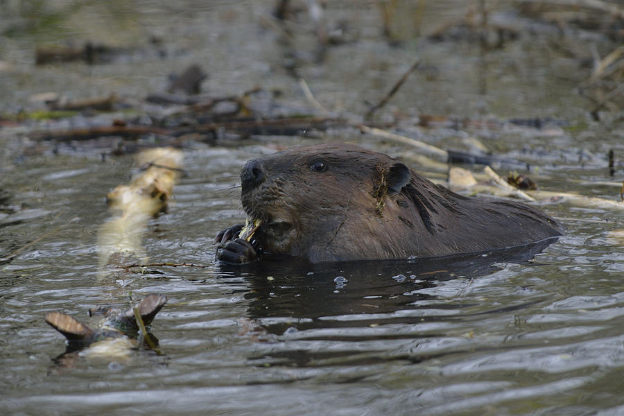 Beaver Blank Meme Template