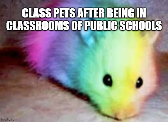 class pet | CLASS PETS AFTER BEING IN CLASSROOMS OF PUBLIC SCHOOLS | image tagged in classroom,pets,hamster,woke | made w/ Imgflip meme maker