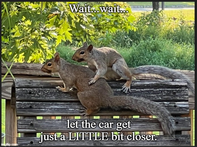 Wait | Wait...wait... let the car get just a LITTLE bit closer. | image tagged in funny animals | made w/ Imgflip meme maker