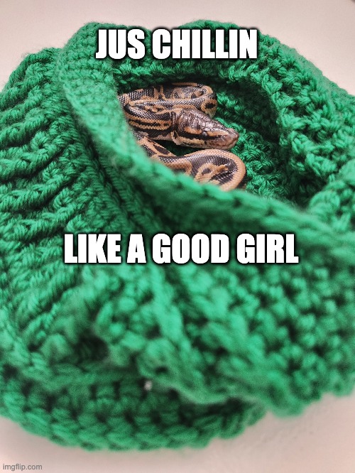 JUS CHILLIN; LIKE A GOOD GIRL | image tagged in snek | made w/ Imgflip meme maker