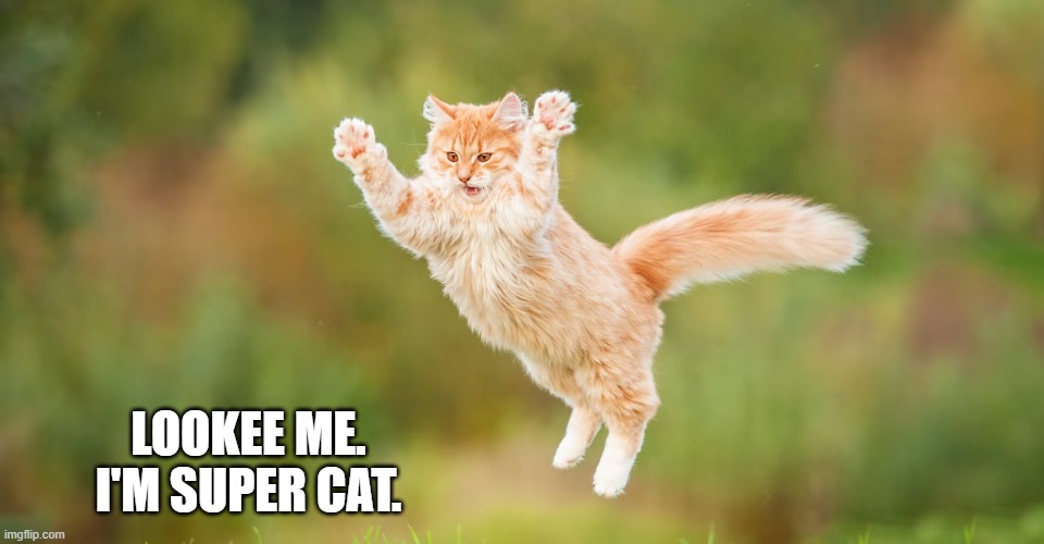 Cat says "Look at me. I'm Super Cat."    - funny - | LOOKEE ME. I'M SUPER CAT. | image tagged in cats,funny,kittens,humor,flying,play on words | made w/ Imgflip meme maker