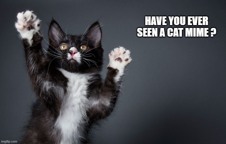 Have you ever seen a cat mime meme?   --  funny  -- | HAVE YOU EVER SEEN A CAT MIME ? | image tagged in cats,funny,kittens,humor,mime,play on words | made w/ Imgflip meme maker