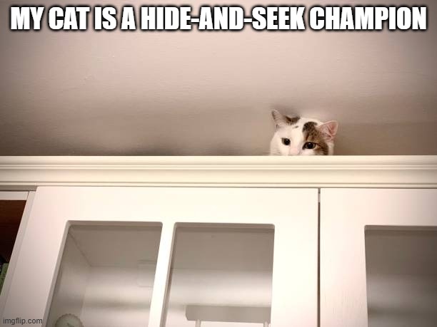 This cat is a hide-and-seek champion.    -- funny -- | MY CAT IS A HIDE-AND-SEEK CHAMPION | image tagged in cats,funny,kittens,humor,funny cat memes,hide and seek | made w/ Imgflip meme maker