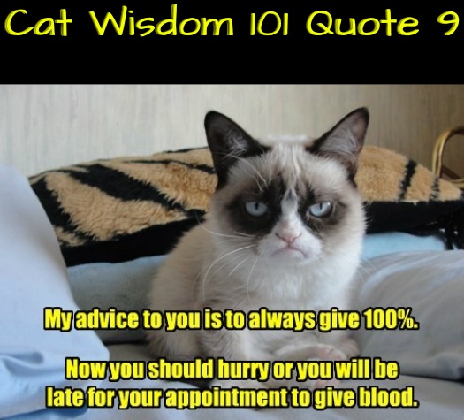 Cat Wisdom 101 Quote 9 | Cat Wisdom 101 Quote 9 | image tagged in cats,funny cats,grumpy cat,words of wisdom,quotes,bad advice cat | made w/ Imgflip meme maker