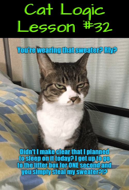 Logic Lesson #32 | Cat Logic Lesson #32 | image tagged in cats,funny cat memes,logic,life lessons,angry cat,funny | made w/ Imgflip meme maker