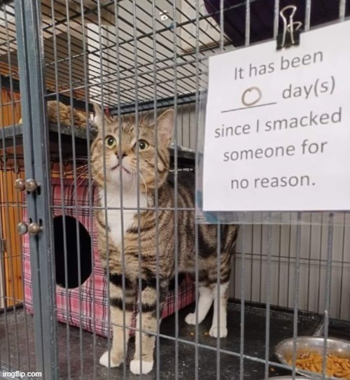 Despite all their rage, they are still just a cat in a cage | image tagged in cat,meow | made w/ Imgflip meme maker