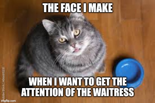 image tagged in cats,waitress,attention | made w/ Imgflip meme maker