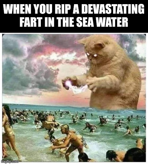 WHEN YOU RIP A DEVASTATING FART IN THE SEA WATER | image tagged in seawater,devastating fart,cats | made w/ Imgflip meme maker