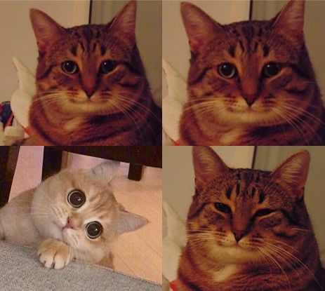 4 panel cat acgrees Blank Meme Template