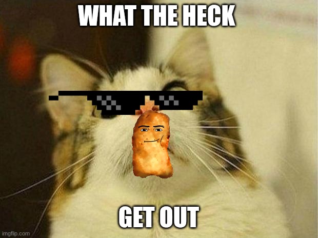 Scared Cat Meme | WHAT THE HECK; GET OUT | image tagged in memes,scared cat | made w/ Imgflip meme maker