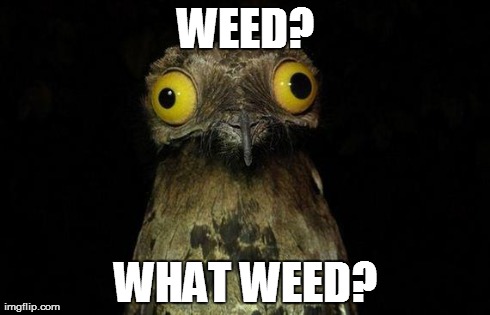 Weird Stuff I Do Potoo | WEED? WHAT WEED? | image tagged in memes,weird stuff i do potoo | made w/ Imgflip meme maker