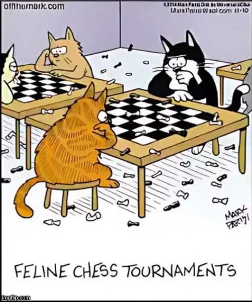 No checkmate, only stalemate… | image tagged in cats,off the mark,comics,chess,stalemate | made w/ Imgflip meme maker
