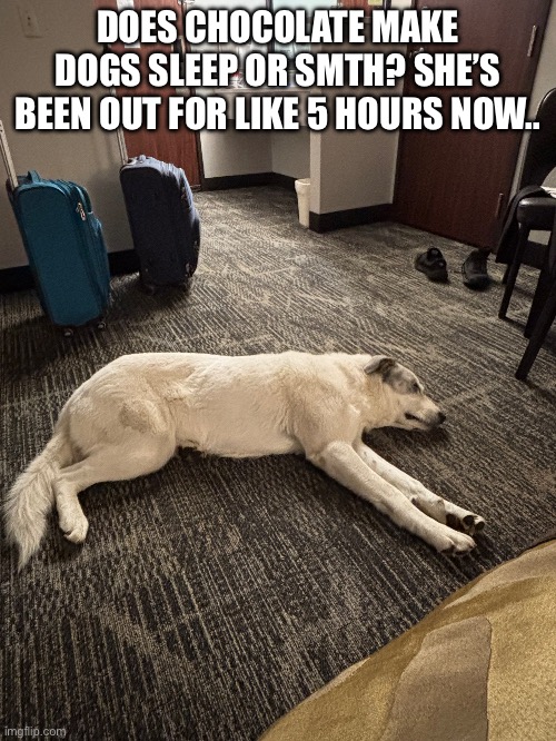 Guys plz send sum advice in comments idk what’s going on | DOES CHOCOLATE MAKE DOGS SLEEP OR SMTH? SHE’S BEEN OUT FOR LIKE 5 HOURS NOW.. | image tagged in help,confused | made w/ Imgflip meme maker